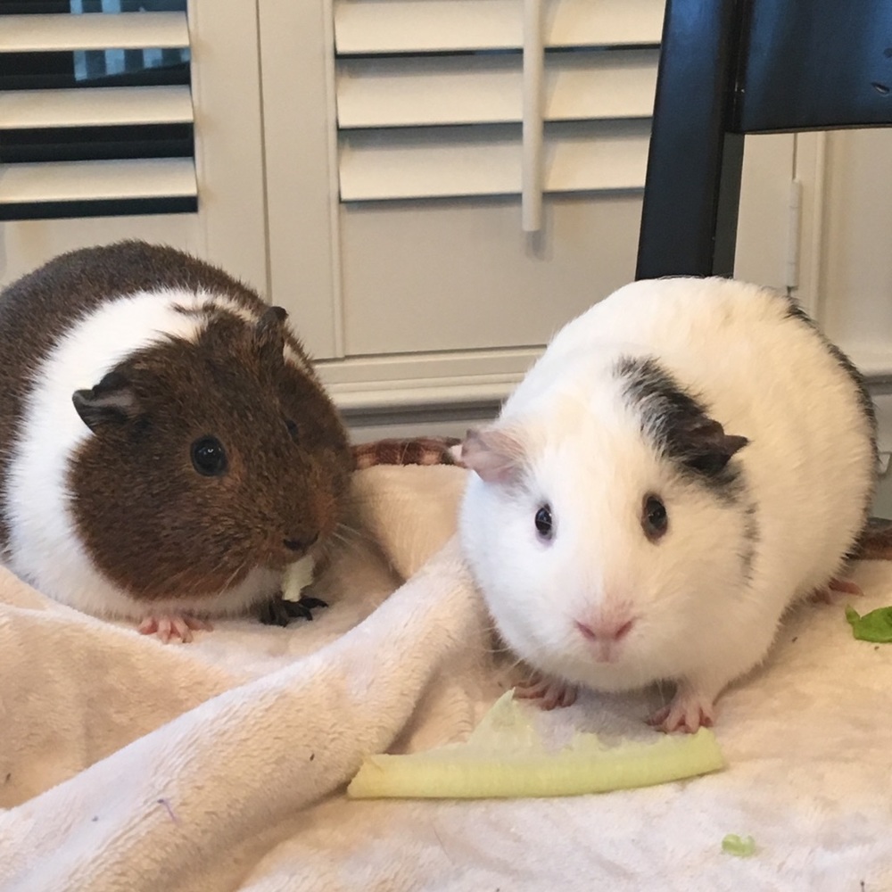 Meet your Posher, Missy